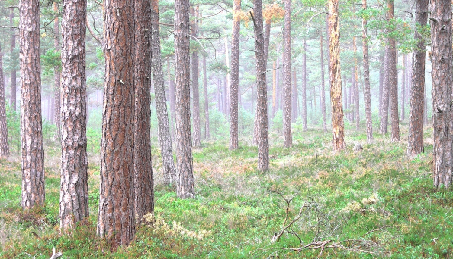 Valsts meža dienests veiks pārbaudes 5874 mežaudzēs