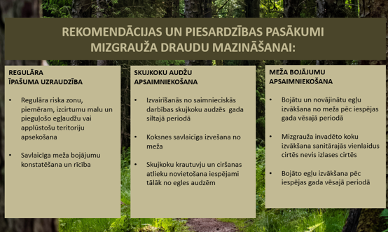 Informācija - rekomendācijas un piesardzības pasākumi mizgrauža draudu mazināšanai