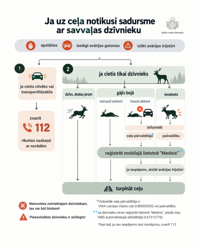 Shēma, ja uz ceļa notikusi sadursme ar savvaļas dzīvnieku