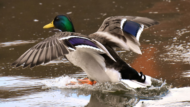 Pīle ūdenī, kas vēzē spārnus