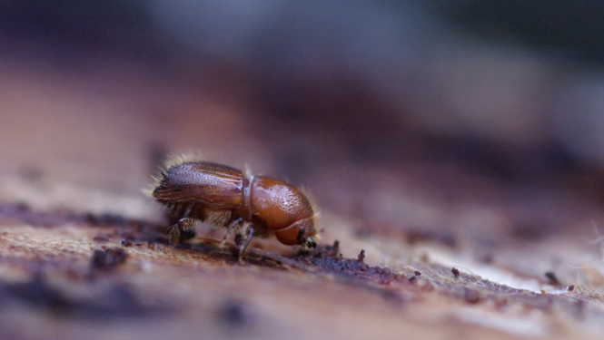 Egļu astoņzobu mizgrauzis (Ips typographus)