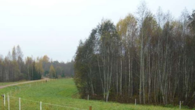 elektriskais gans 