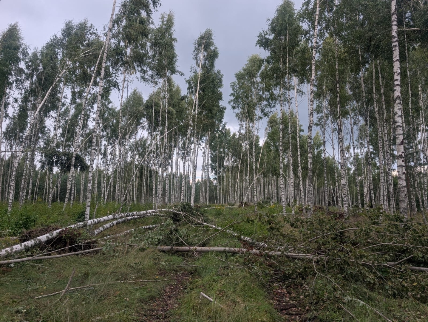22.–23. augusta vētra mežos 