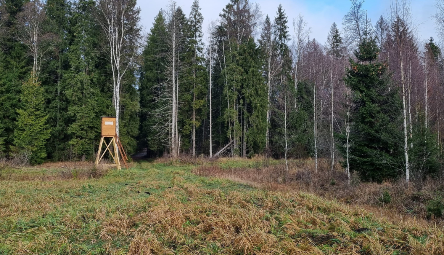 Medību tornis meža ielokā