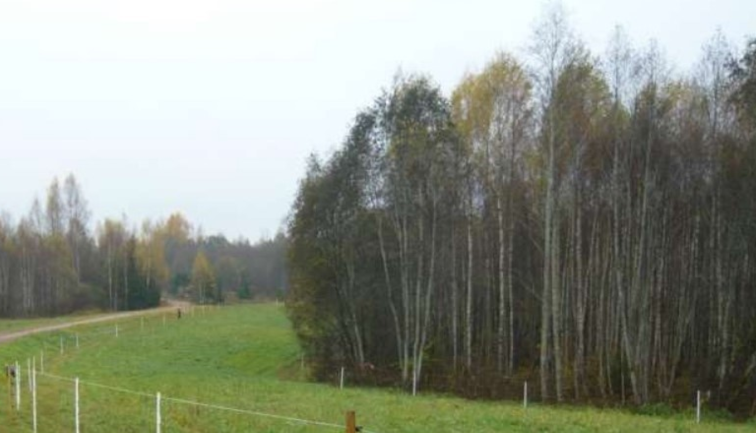 elektriskais gans 