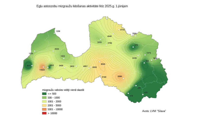 Egļu astoņzobu mizgrauža karte Silava
