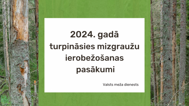 2024. gadā turpināsies mizgraužu ierobežošanas pasākumi 