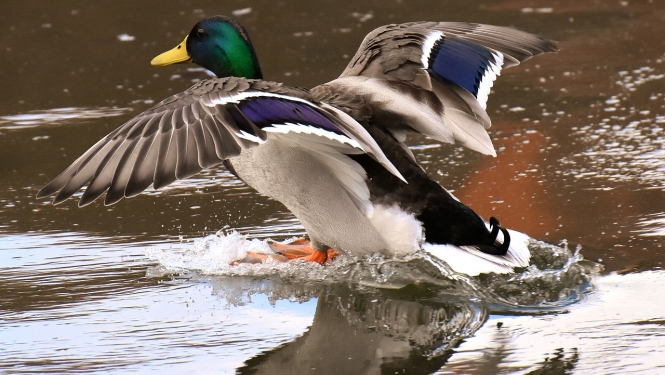 Pīle ūdenī, kas vēzē spārnus
