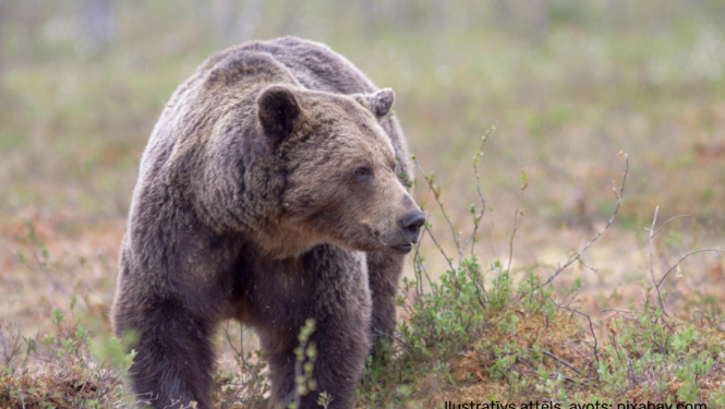 Brūnais lācis (Ursus arctos)