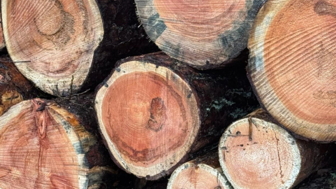 Jūrmala mežistrāde