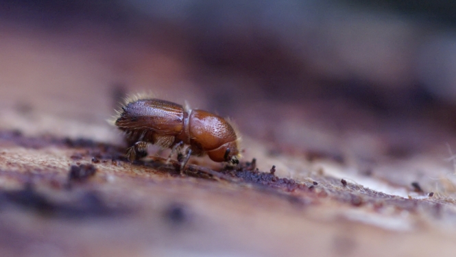 Egļu astoņzobu mizgrauzis (Ips typographus)