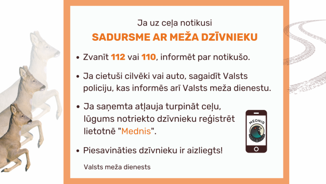 Attēls ar tekstu, kur aprakstīts kā rīkoties situācijā ja uz ceļa notikusi sadursme ar meža dzīvnieku
