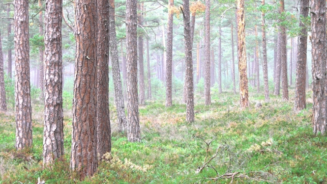 Valsts meža dienests veiks pārbaudes 5874 mežaudzēs