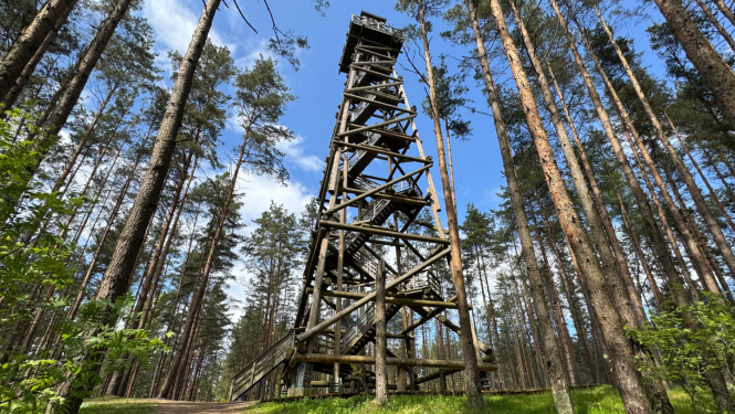 Bumbu kalna skatu tornis