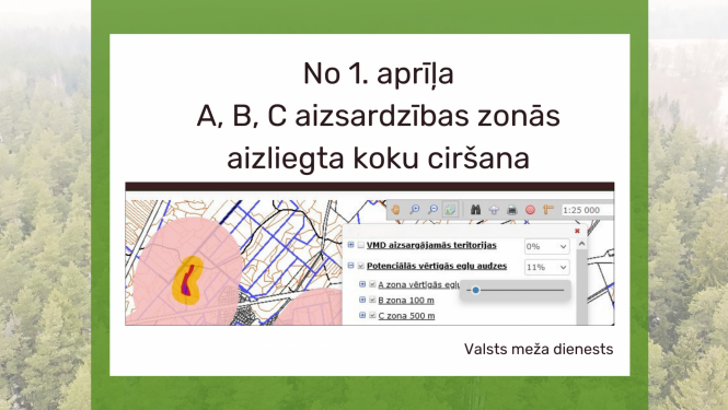 No 1.aprīļa noteiktās egļu audzēs aizliegta koku ciršana