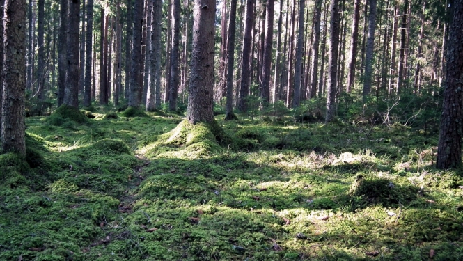 Dzintara Rozena fotogrāfija, kur saules stari iespīd mežā