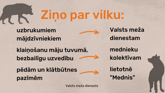 Valsts meža dienests aicina ziņot par vilkiem
