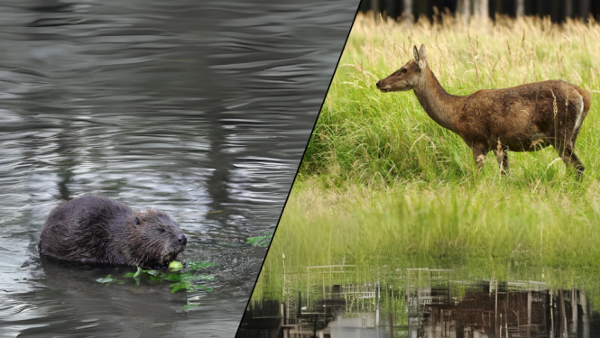 Attēls sadalīts uz pusēm, kur kreisajā pusē ir ondatrs ūdenī un lapajā pusē staltbriežu govs