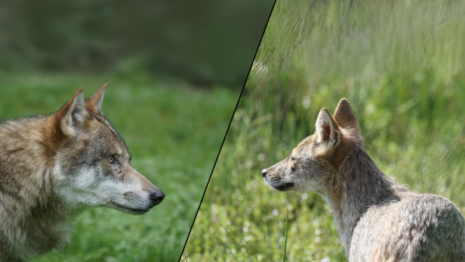 Attēlā redzams vilks un šakālis