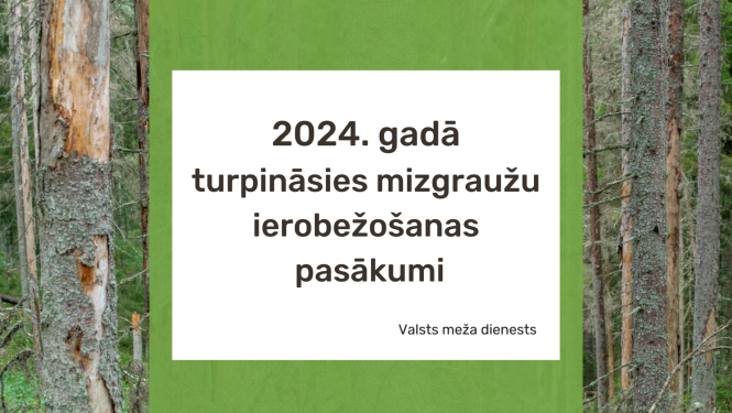 2024. gadā turpināsies mizgraužu ierobežošanas pasākumi 
