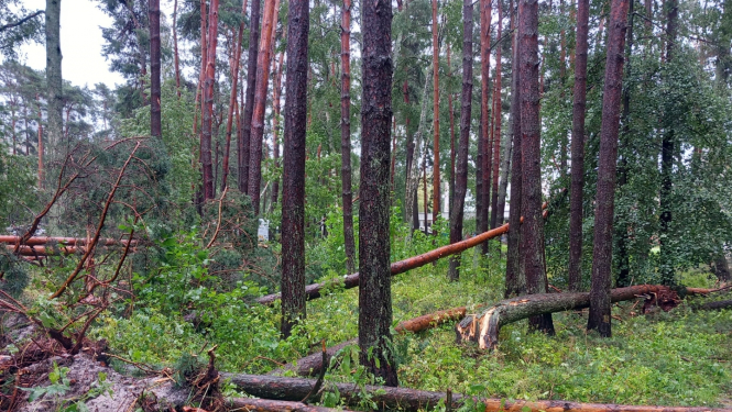 Mežs pēc vētras postījumiem, redzami sagāzti koki