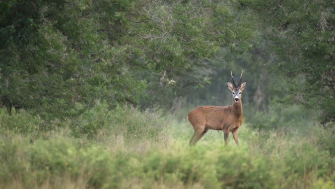 Sāksies stirnu āžu medību sezona