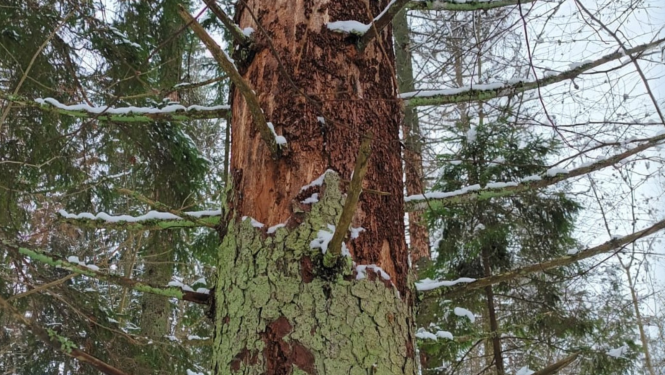 Astoņzobu mizgrauža bojāts koks