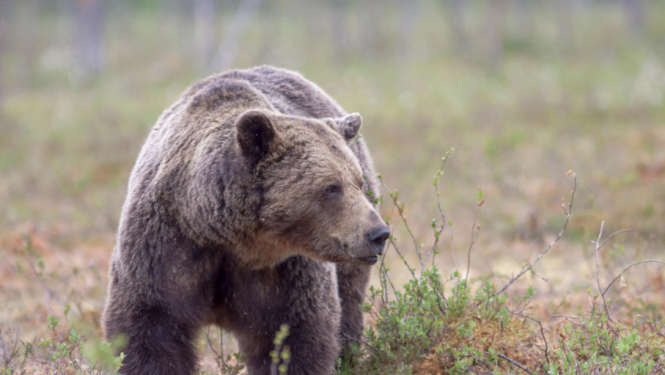 Brūnais lācis (Ursus arctos)
