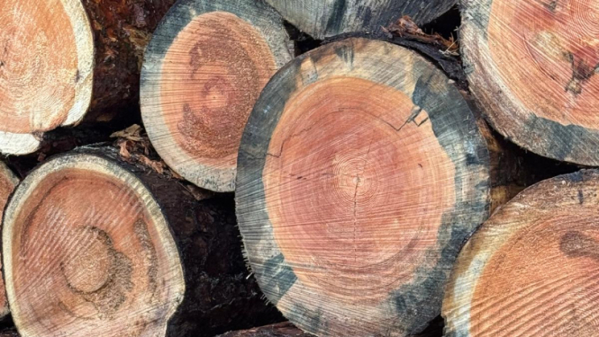 Jūrmala mežistrāde