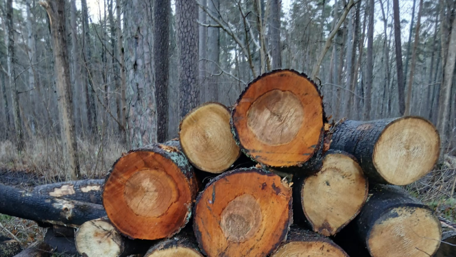 Jūrmala mežistrādes darbi, baļķu krāvums
