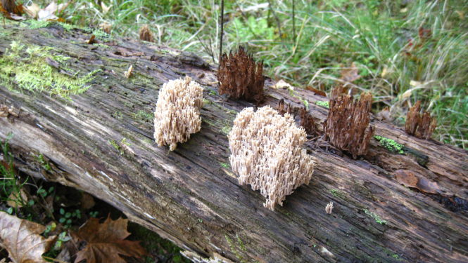 Kritala. Foto autors Raimonds Mežaks