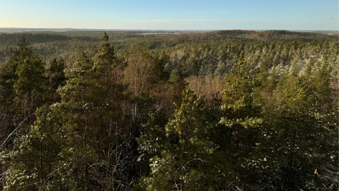Mežs no skatu torņa