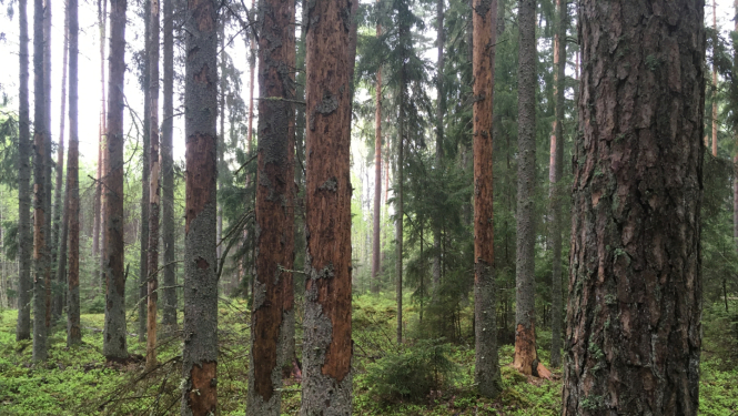 egļu astoņzobu mizgrauža bojāts mežs