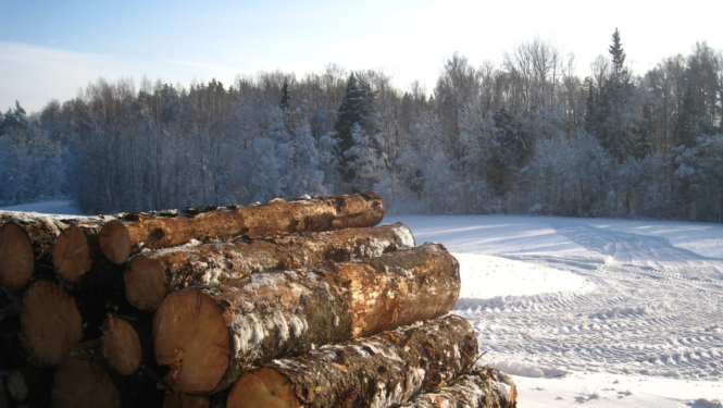 Pie meža sakrauti baļķi 