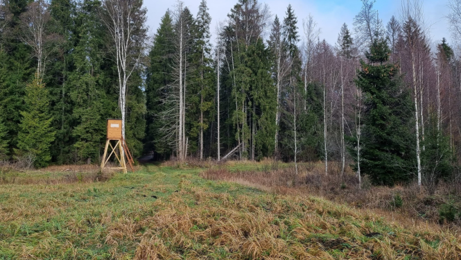 Medību tornis meža ielokā