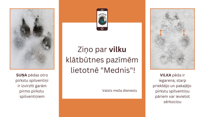 Valsts meža dienests atkārtoti aicina ziņot par vilku klātbūtnes pazīmēm