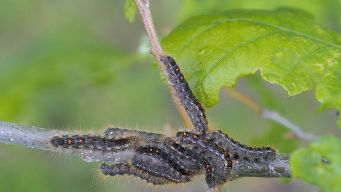 Zeltvēdera mūķenes kāpurs