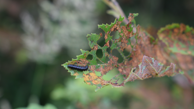 Alkšņu zilais lapgrauzis