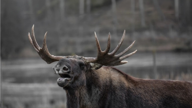 1. septembrī sākas aļņu un staltbriežu buļļu medību sezona