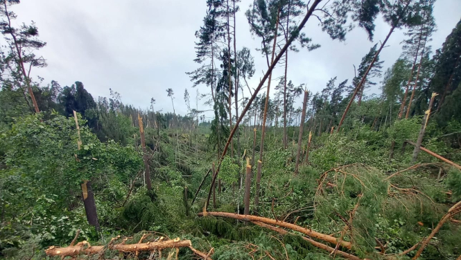 1. jūlija vētrā visvairāk cietuši Cēsu puses meži Foto: Kaspars Grīslītis