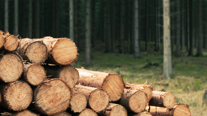 ilustratīvs nocirstu koku foto