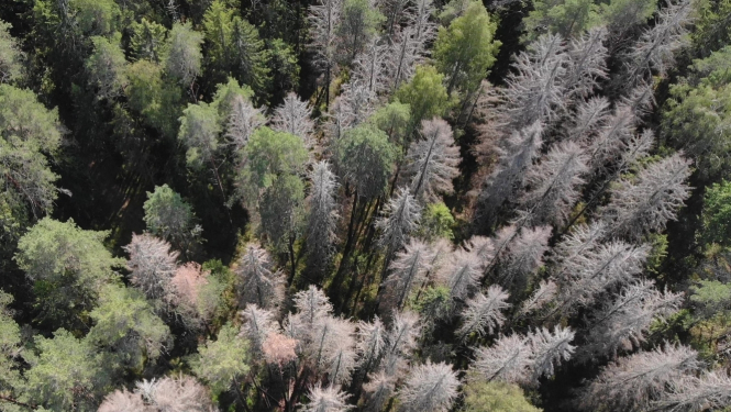 Mizgrauža nopostītas egles