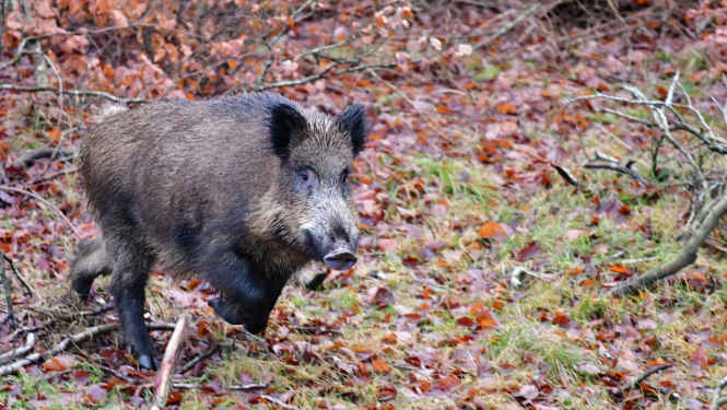 Nomedītās mežacūkas jāreģistrē mobilajā lietotnē “Mednis”