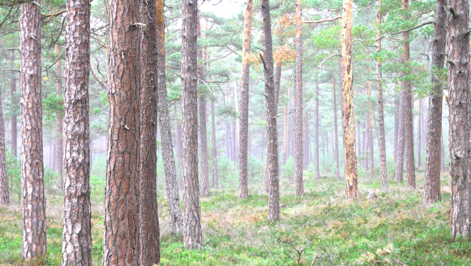 Valsts meža dienests veiks pārbaudes 5874 mežaudzēs