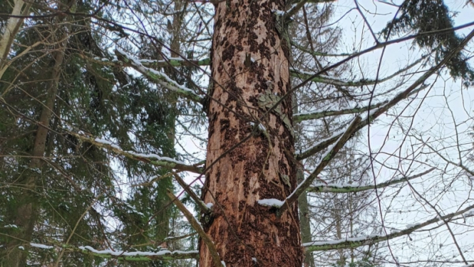 Meža kaitēkļi - mizgrauzis