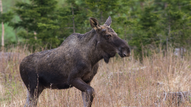 Alnis Foto no pixabay.com