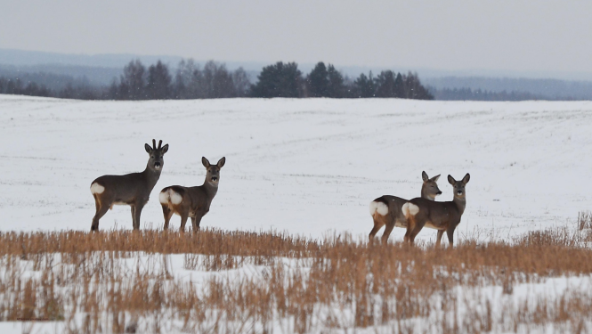 Sniegota pļava ar stirnām. Attēls no pixabay.com
