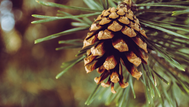 Zemkopības ministrijas sagatavots attēls - priedes čiekurs