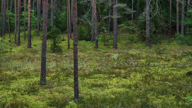 Priežu meža ainava