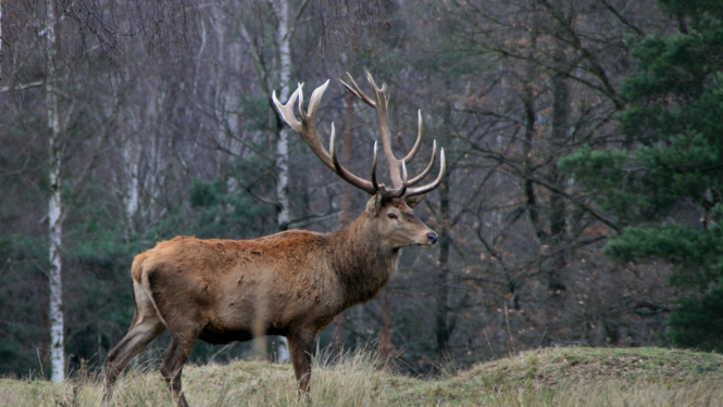 Pļava meža ielokā, kur vidū stāv staltbriedis